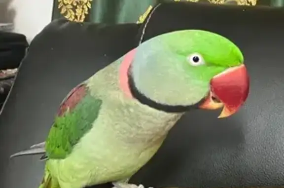 Lost Indian Ringneck Parrot: Edmore Ave