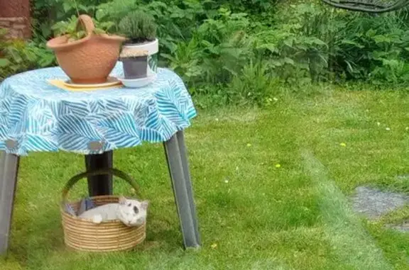 Chat blanc non castré trouvé à Rennes - photo