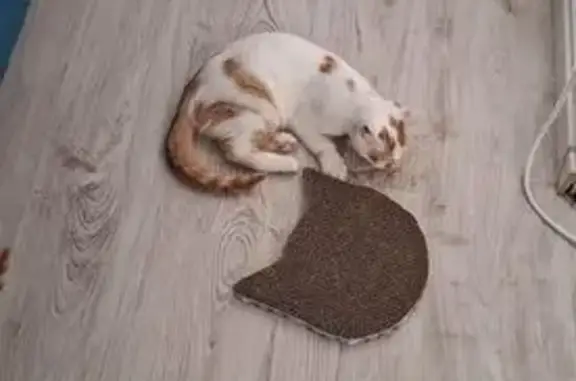 Chat perdu : mâle blanc/marron 8 mois - photo