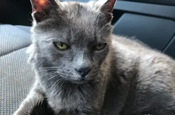 Chat âgé trouvé, presque aveugle et sourd - photo