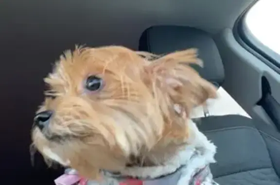 Lost Energetic Pup in Romulus Area