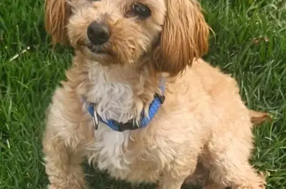 Lost: Shy 7lb Chestnut Poodle, Hill Rd