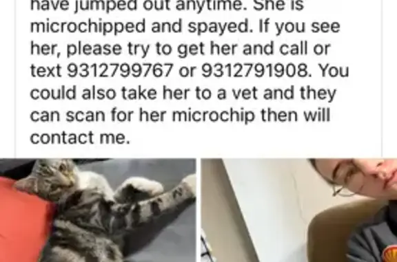 Lost Cat: Unique Mouth Markings - St. Joseph
