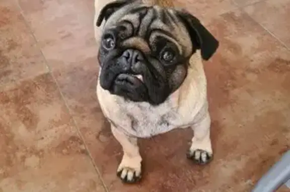 Chien volé à La Motte-Servolex - photo