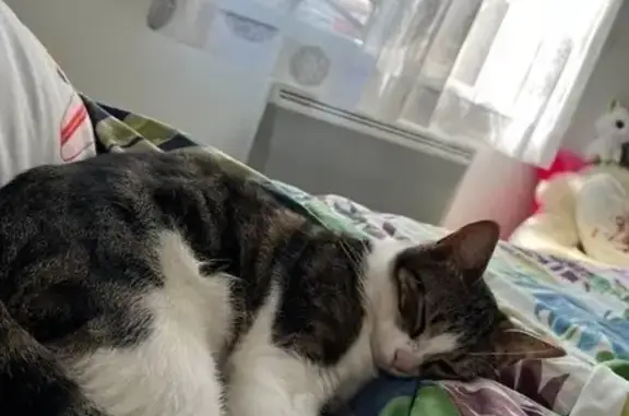 Animaux perdus Franconville, photo: Chatte affectueuse perdue à Franconville