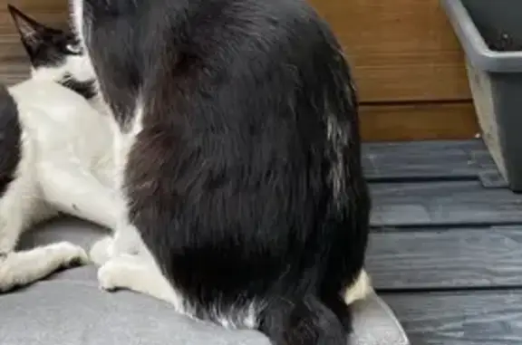 Chat perdu noir et blanc à Trappes - photo