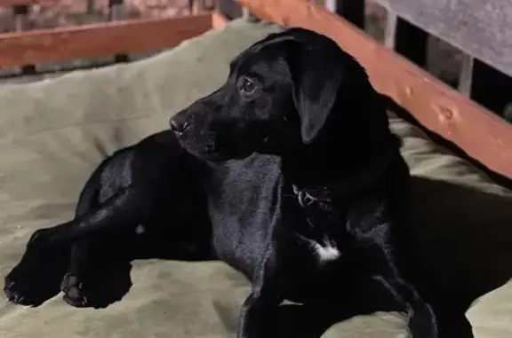 Found Dog: Black with White Markings