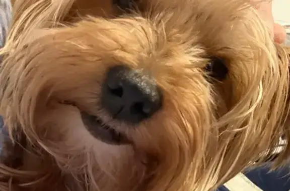 Lost Yorkie: Tan & Grey on Orange Grove