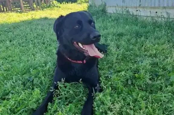 Chien trouvé Puilboreau, photo: Chienne croisée labrador noire trouvée à Puilboreau