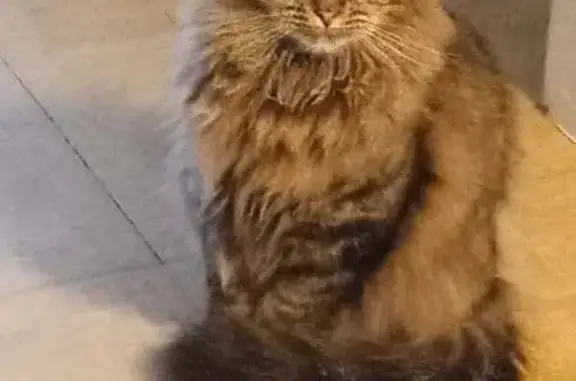Lost Long-Haired Cat on August St, 23