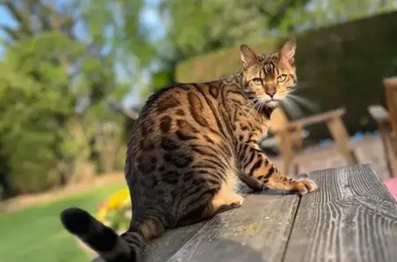 Chat perdu, Bois-Guillaume, photo: Chat Bengal perdu, Rue de la Haie, pucé