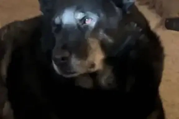 Lost Dogs: Mocha & Austin in Capitan