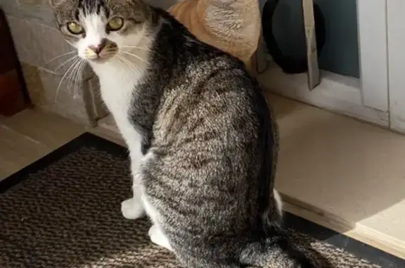 Pequeña Gata Perdida en Sant Cugat