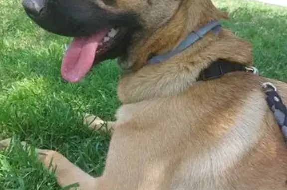 Perro Perdido: Pastor Belga en Rellinars