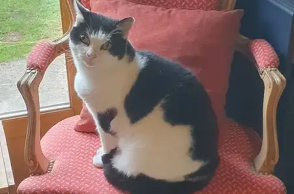 Chat perdu, , photo: Chat noir et blanc perdu à Morcenx