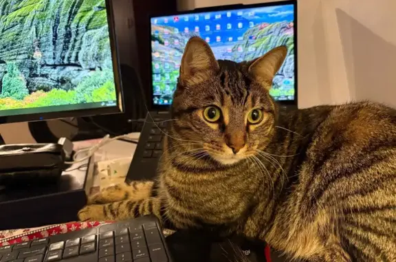 Animaux perdus Savigny-sur-Orge, photo: Chat perdu, 7 kg, Rue de Provence, Savigny