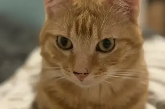 Chat roux-beige perdu à Nantes - photo