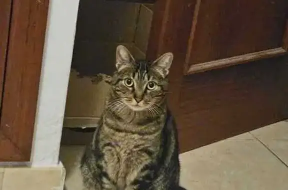 ¡Gato Perdido en Estepona! Grande y Asustadizo