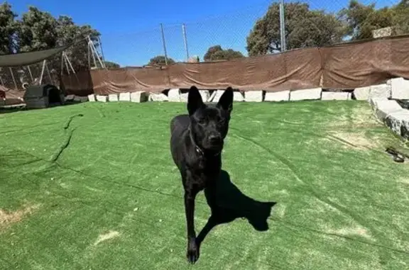 Perro Negro Perdido en M-503, Majadahonda