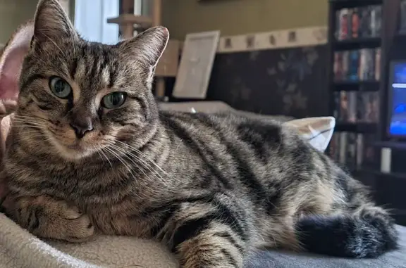 Animaux perdus Beauvais, photo: Chatte tigrée perdue à Beauvais