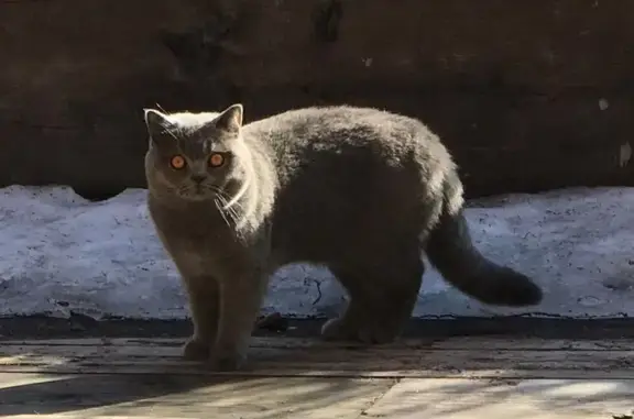 Chat perdu : mâle gris bleu, Neydens - photo