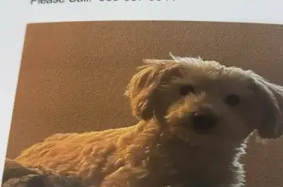 Lost White Poodle on S 63rd Dr, Phoenix