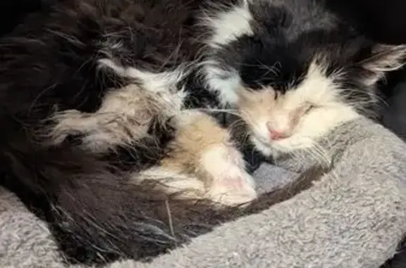 Animaux trouvés , photo: Chat noir et blanc à 3 pattes trouvé