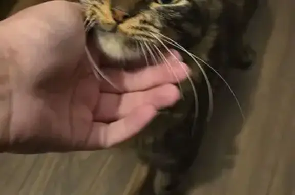 Chat sociable trouvé avec collier bleu - photo