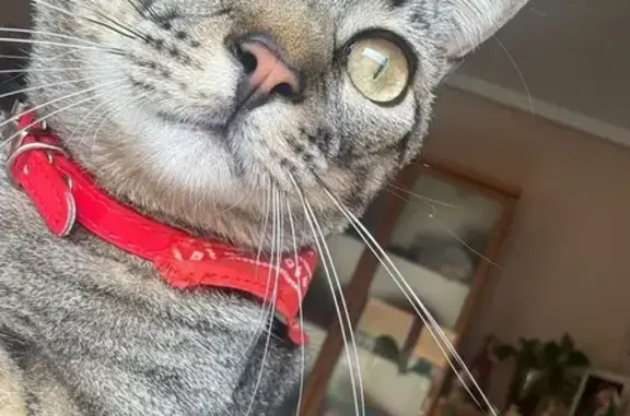 Gato Perdido en Elche: ¡Ayúdanos a Encontrarlo!