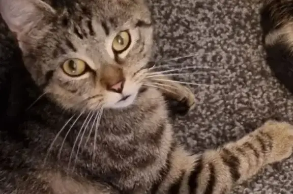 Lost Tabby Cat Arlo in Belfast Area