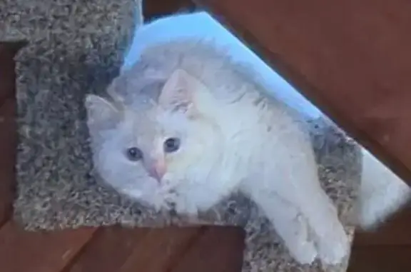 Help Find Lost Cream Cat in So Lake Tahoe