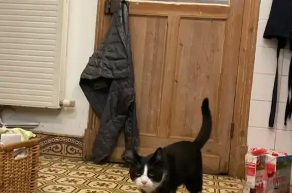 Chat noir et blanc trouvé à Lille - photo