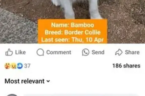 Lost Border Collie: Friendly B...