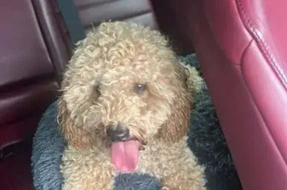 Lost Tan/White Dog: Noodle, Br...