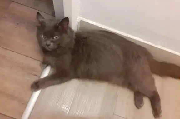 Animaux perdus Nantes, photo: Chatte grise perdue, Rue Bourgeonnière