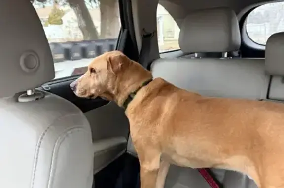 Lost Dog: Green Collar, Needs Help
