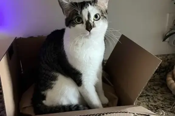 Lost Tabby: Purple Collar, Carlisle Park