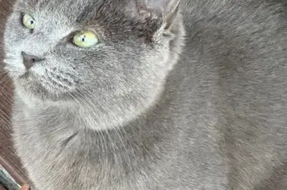 Lost Cat: Near Black, Green Eyes, Pine Hills