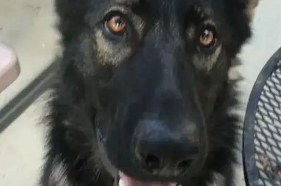 Lost: Dark Sable German Shepherd, Ember