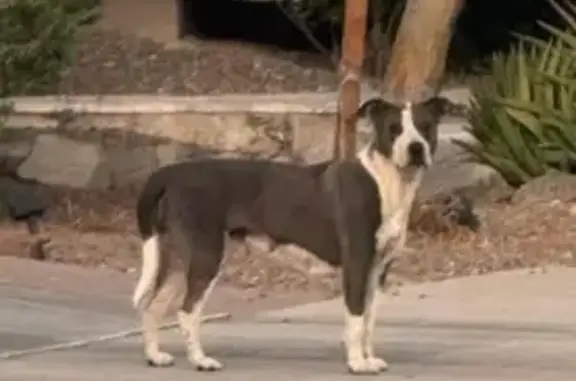 Found: White & Grey Female Dog in Goodyear