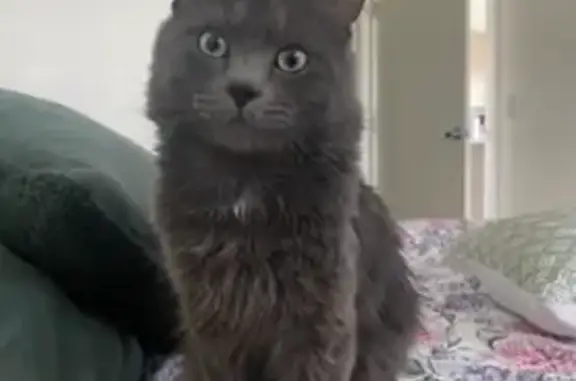 Lost Fluffy Grey Cat in Lakewood Area