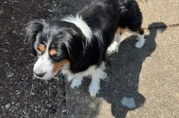 Friendly Long-Haired Dog Found on Stonehaven