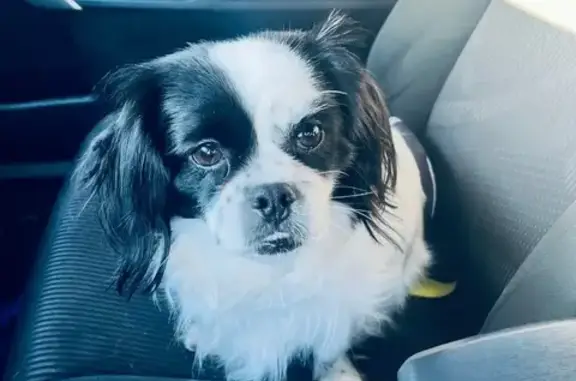 Lost Shih Tzu Mix on Ladner Rd, Saucier