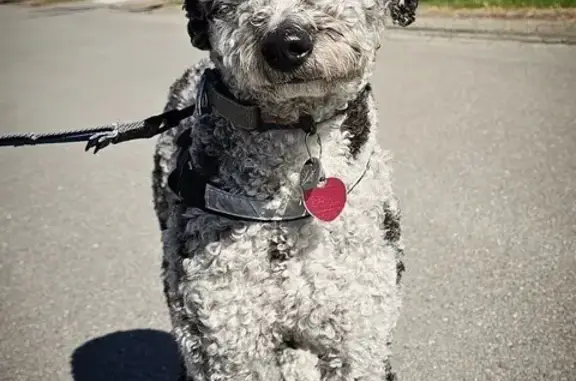 Shy Curly-Furred Dog Spotted in Hermon