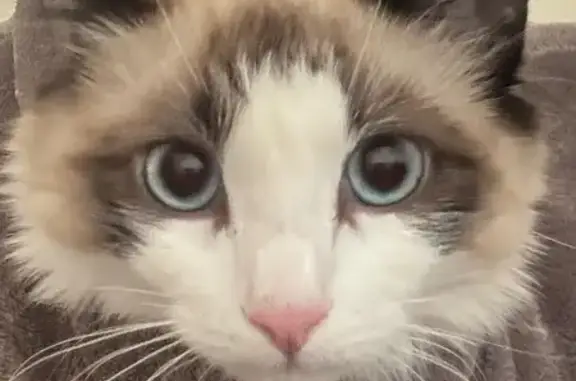Lost Cat Mimi: Blue Eyes & Raccoon Markings