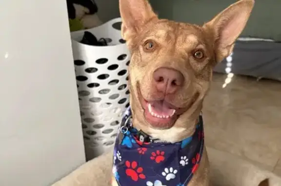 Lost Tan Husky/Pit Mix in Louisville