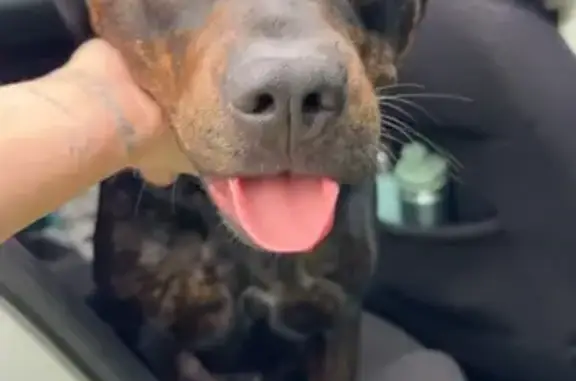 Friendly Young Dog Found on West Page St