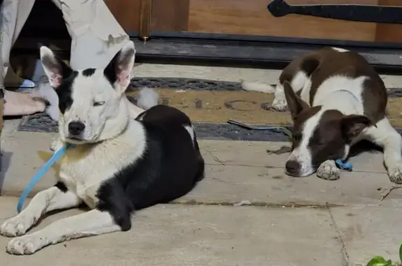 Found Stray Dogs on North 25th Ave, Phoenix