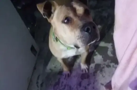 Lost Dog: Krunch, Light Brown/White, Phoenix
