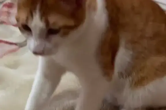 Lost Cat: Orange & White in Chicago